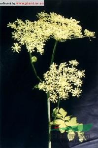 黑水當(dāng)歸 朝鮮白芷、阿穆個(gè)獨(dú)活、叉子芹、碗兒芹