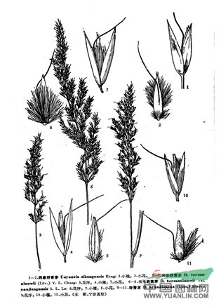 興安野青茅(原變種) 