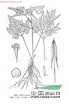 疏葉香根芹 