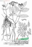 疏毛山芹 黃藁本(云南維西)