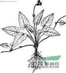 光葉堇菜 