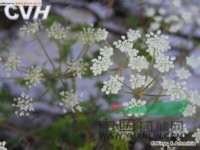 泰山前胡 前胡(江蘇盱眙)、防風(fēng)(江蘇連云港)