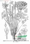 芷葉前胡 