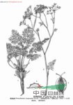 竹節(jié)前胡 竹節(jié)防風(四川涪陵、武隆)