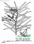 滇芎 