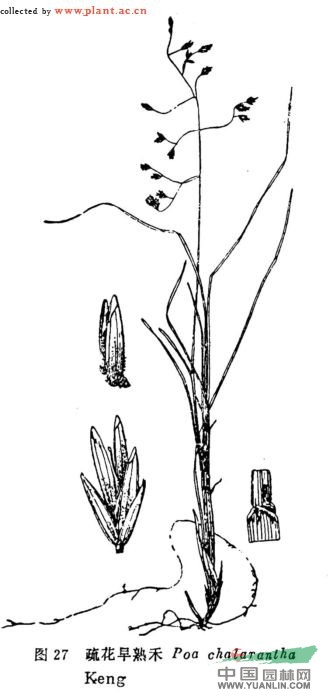 疏花早熟禾 