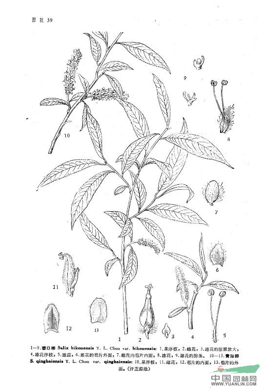 碧口柳(原變種) 