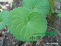 雙花堇菜 