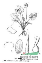 硬毛堇菜 