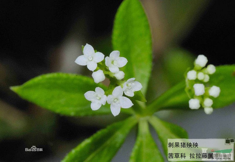 刺果豬殃殃 臺灣拉拉藤