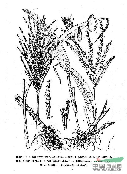 束尾草(原變種) 
