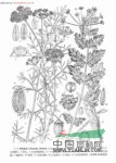 條葉巖風(fēng) 巖風(fēng)(陜西華縣、靈寶)，黑風(fēng)(河北內(nèi)邱)
