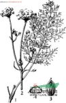 香芹 