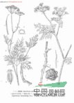 細(xì)葉藁本 藁本(遼寧，吉林)
