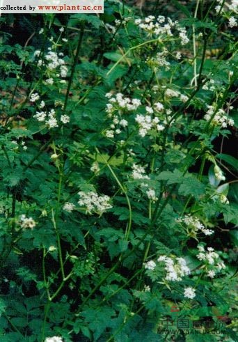 白苞芹 藁本(拉漢種子植物名稱)，石防風(fēng)(湖南)，紫莖芹(中國高等植物圖鑒)