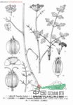 短輻水芹 少花水芹(中國高等植物圖鑒)