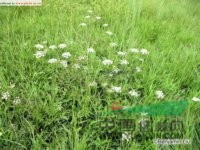 水芹 水英、細(xì)本山芹菜、牛草、楚葵、刀芹、蜀芹、野芹菜