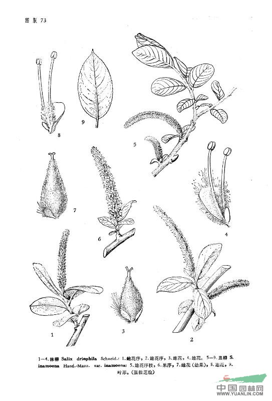 丑柳(原變種) 