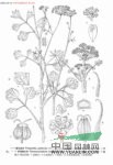 微毛茴芹