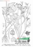 杏葉茴芹 杏葉防風(fēng)(滇南本草)