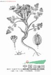 粗莖棱子芹 