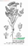 疏毛棱子芹 