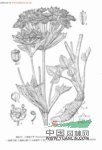 松潘棱子芹 異傘棱子芹(中國高等植物圖鑒) 黃羌(陜西太白)