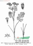 翼葉棱子芹 
