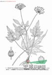 寬葉散血芹 