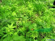 變豆菜  藍(lán)布正、鴨腳板、山芹菜、山芹、五指疳
