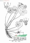 鱗果變豆菜 