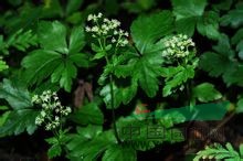 薄片變豆菜 散血草、野芹菜、肺筋草