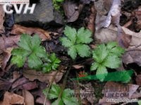 直刺變豆菜 小紫花菜浙江)、黑鵝腳板(四川常用中草藥)