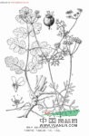 雙球芹 