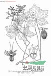 短刺變豆菜 鴨腳七(四川)