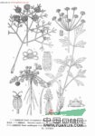叉枝西風(fēng)芹 