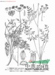 柱冠西風芹 