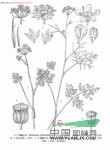 鈍瓣小芹 