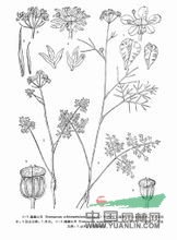 裂瓣小芹 