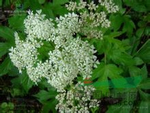 小竊衣 破子草(中國高等植物圖鑒)、大葉山胡蘿卜(河北)