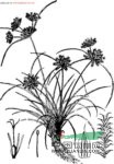 長尖莎草 