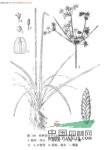 畦畔莎草