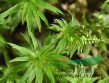 硬葉小金發(fā)蘚 