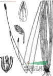 龍師草 