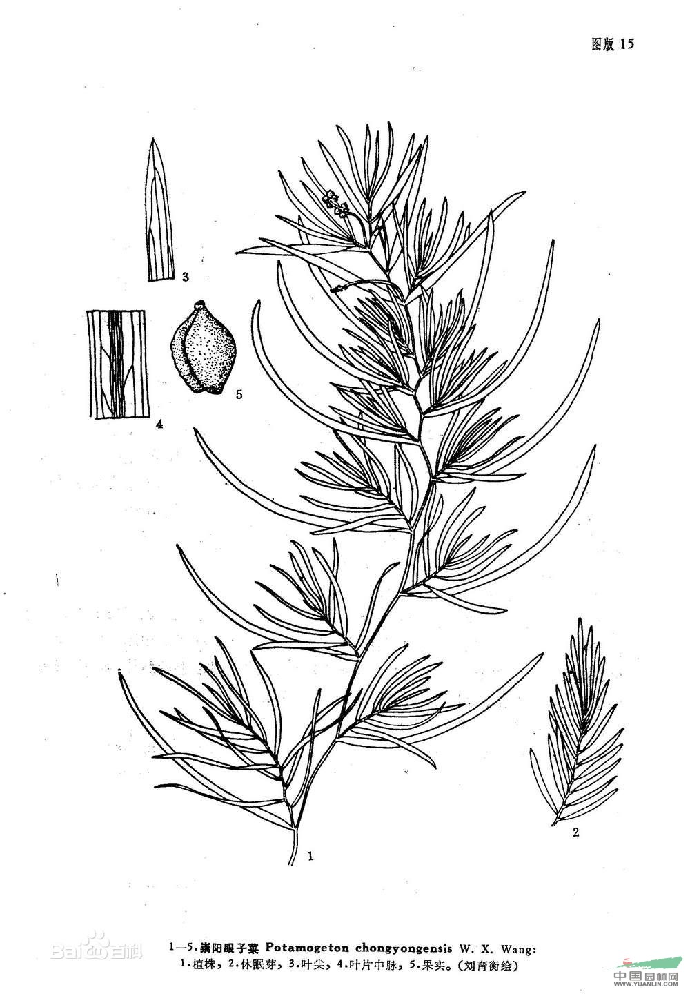崇陽(yáng)眼子菜