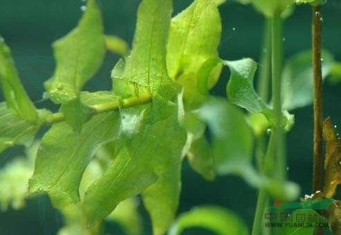 穿葉眼子菜 