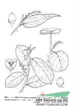 滇緬旌節(jié)花 