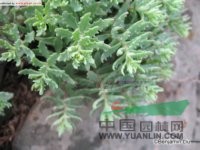 華北八寶 