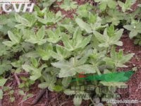 輪葉八寶 輪葉景天 (拉漢種子植物名稱) 一代宗 (陜西) 還魂草 (秦嶺植物志) 巖三七、胡豆七（湖北）