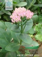 圓扇八寶 圓扇景天(湖北植物志) 金錢掌、仙人寶(經(jīng)濟植物手冊)